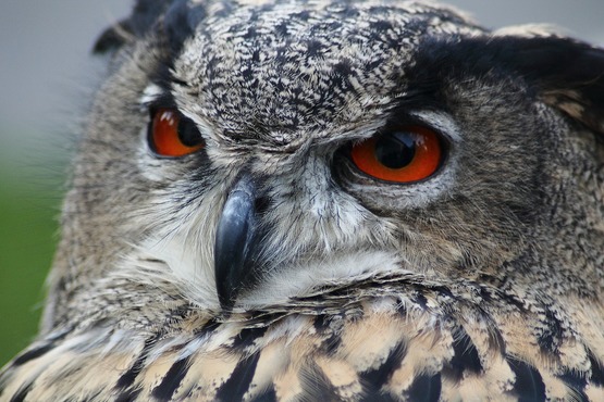 eagle-owl-184567_1280